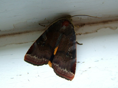 Lesser Broad-bordered Yellow Underwing